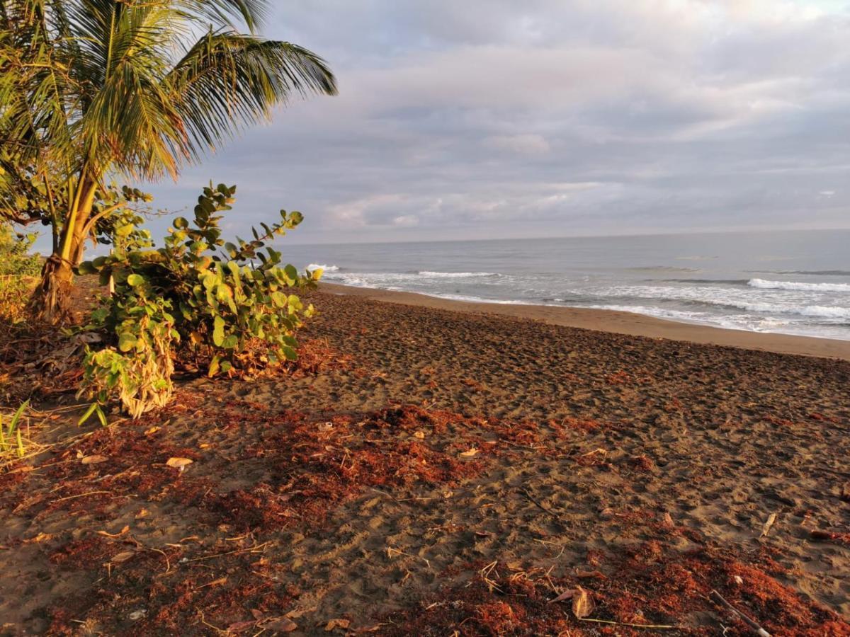 Casa Caribe Bed & Breakfast Tortuguero Exterior photo