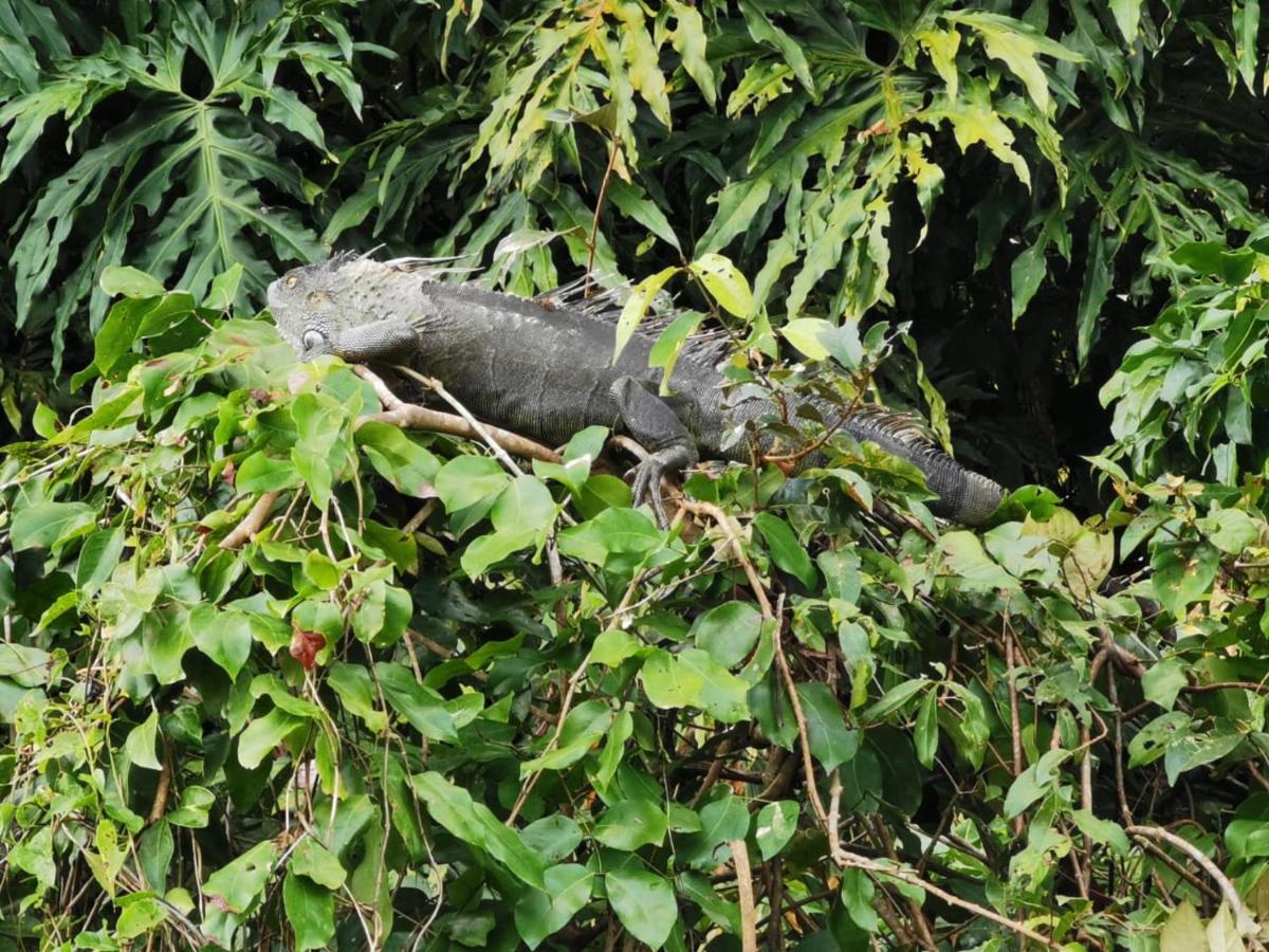 Casa Caribe Bed & Breakfast Tortuguero Exterior photo